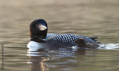 Photography Common Loon (Gavia immer) swimming with her chick by her side on Wilson Lake, Qu