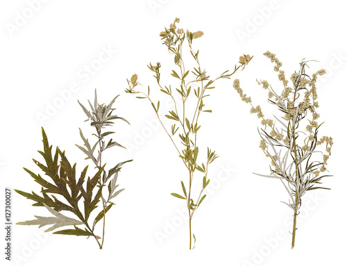 Set of wild dry pressed flowers and leaves