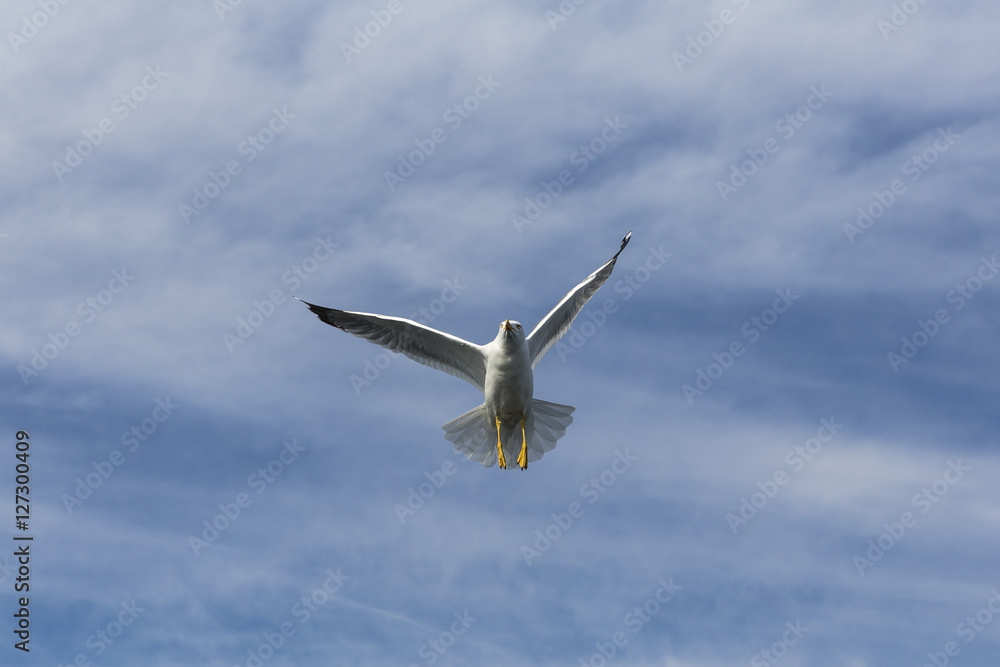Sturmmöwe (Larus canus) über dem Bosporus, Istanbul, Türkei Sturmmöwe (Larus canus) über dem Bosporus, Istanbul, Türkei