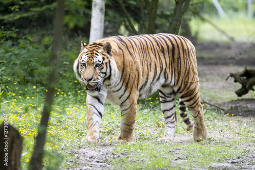 Fototapeta Naklejka Na Ścianę i Meble -  Call me Tiger