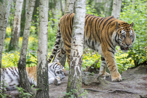 Fototapeta Naklejka Na Ścianę i Meble -  Call me Tiger