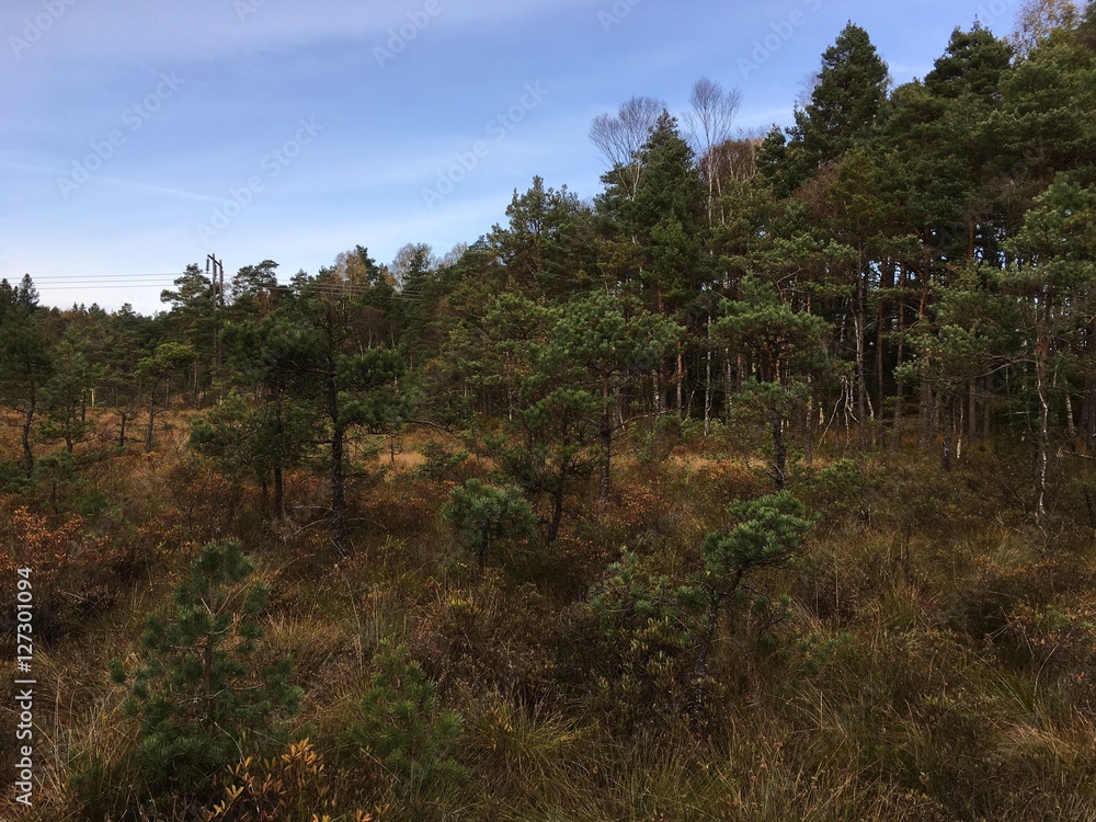 Scandinavian forest