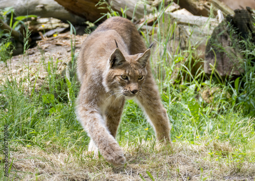 Sibirischer Luchs Lynx 