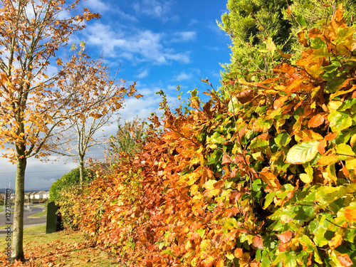 Fototapeta Naklejka Na Ścianę i Meble -  Fall during sunny day with blue sky green and brown leaves