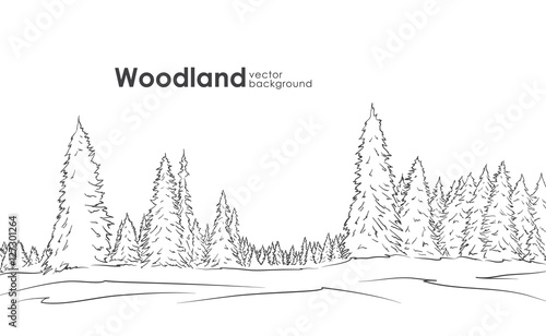 Vector illustration: Hand drawn Woodland landscape. Sketch with pine forest.