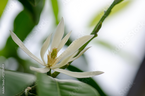 .White Chempaka white bloom on the beautiful aroma.