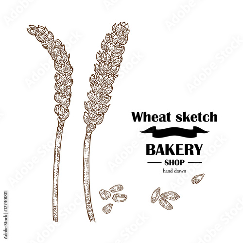 Ears of wheat. Hand drawn cereal set. Bakery logo design. Vector