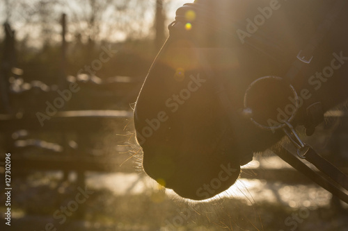Fototapeta Naklejka Na Ścianę i Meble -  Nüstern im Sonnenlicht