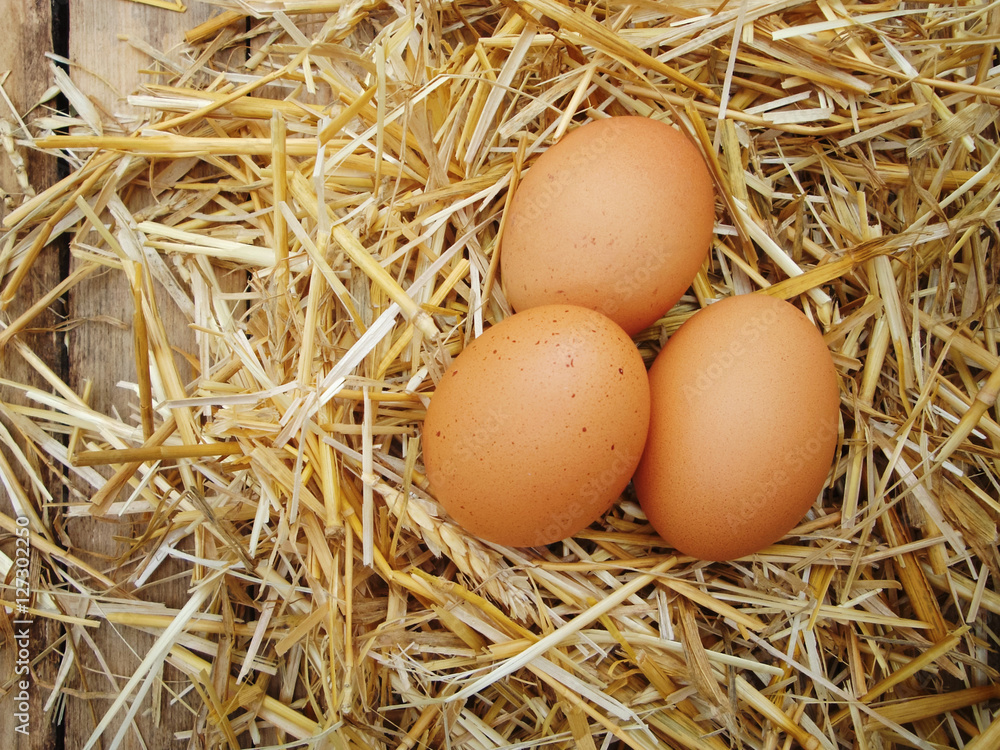 Chicken eggs in the straw