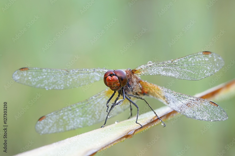Yellow-winged darter, Sympetrum flaveolum Yellow-winged darter, Sympetrum flaveolum