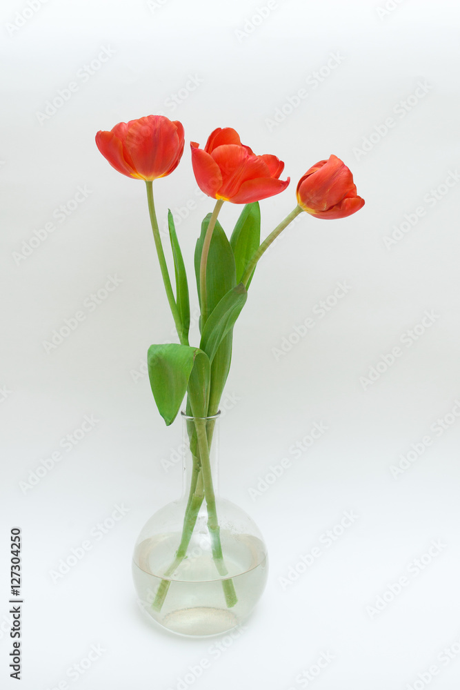 Fototapeta premium Red tulips in the vase