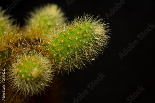 Cactus isolated on dark background, close up shot.