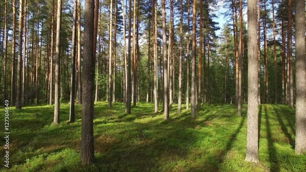 flying through forest.camera moving backwards flying through forest.camera moving backwards