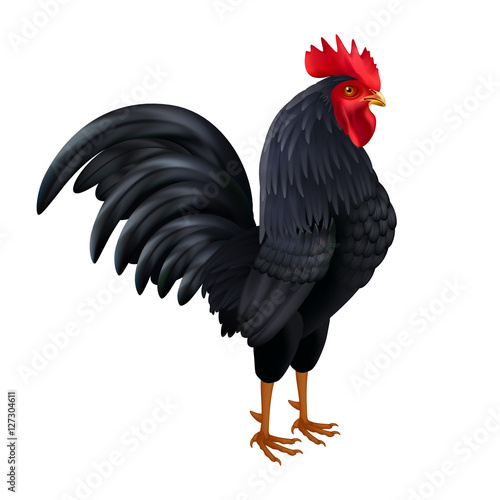 Black Rooster Realistic Side View Image 