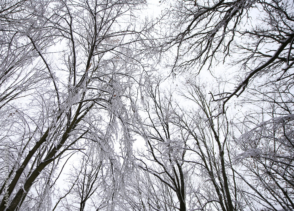 nature in winter nature in winter