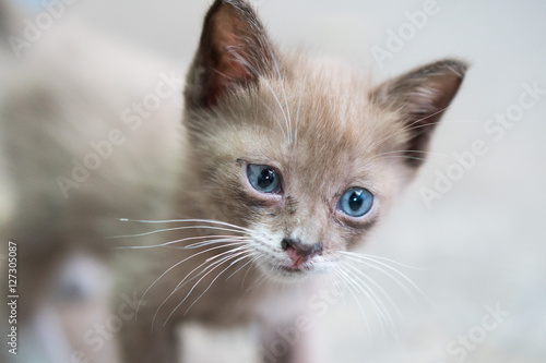 Portrait of beautiful kitty with blue eyes looking up into the camera over beige background