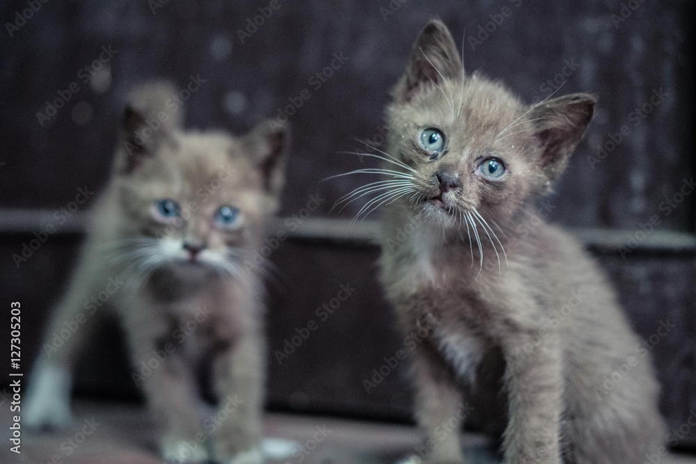 Portrait of two beautiful kittens with blue eyes standing outdoors and looking into the caemra over dark wall background