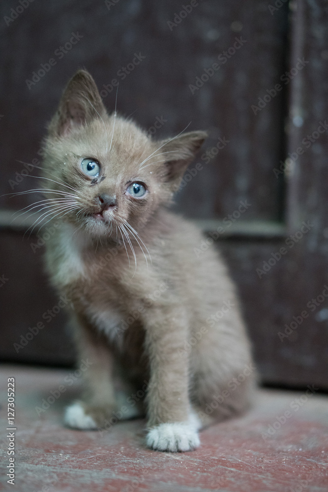 Portrait of beautiful kitty with blue eyes sitting isolated over dark wall background