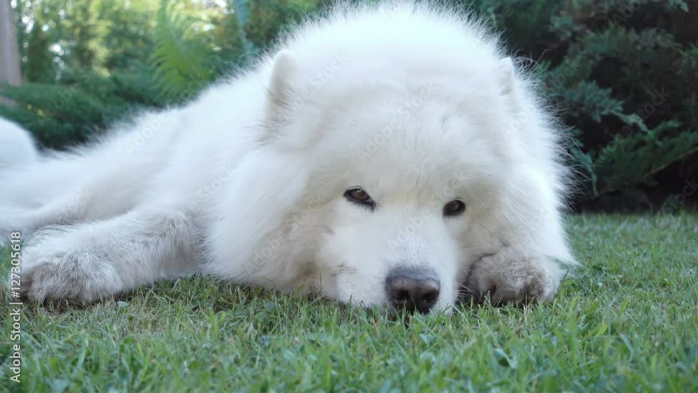 Samoyed dog lying in the grass Samoyed dog lying in the grass