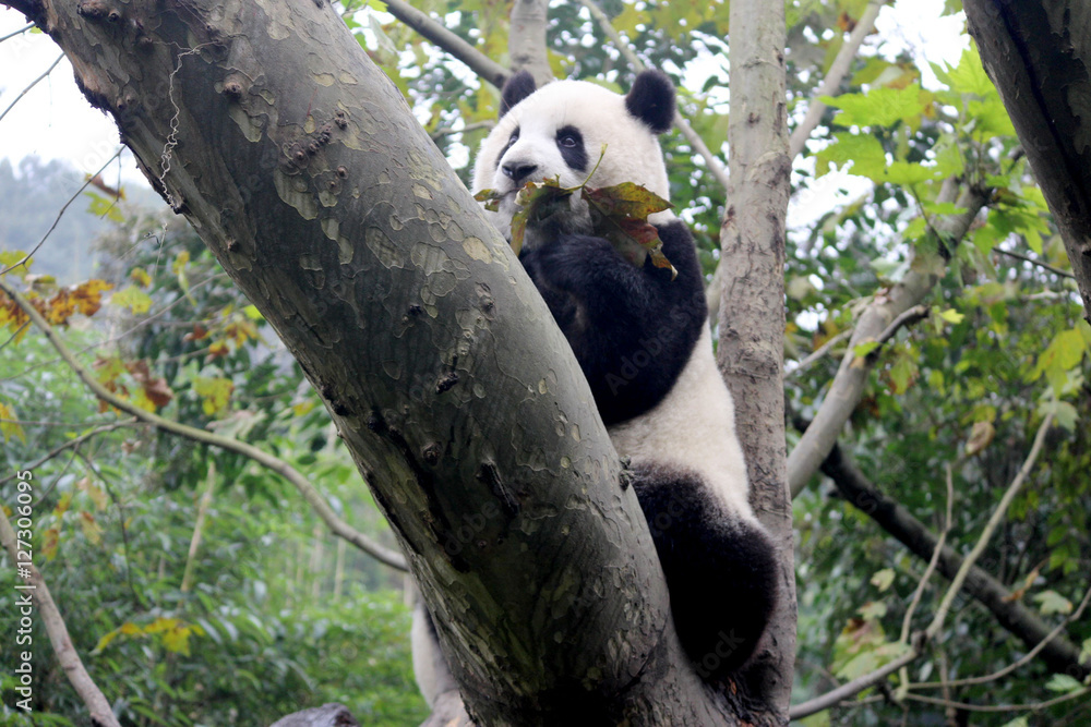 Obraz premium Baby Panda