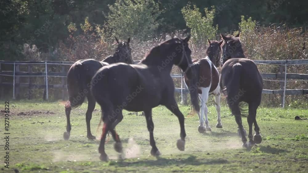 herd of horses lightly galloping in the corral herd of horses lightly galloping in the corral