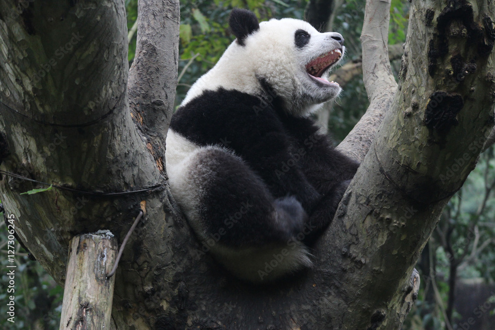 Fototapeta premium Baby Panda