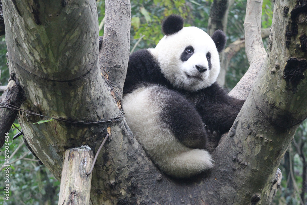 Obraz premium Baby Panda