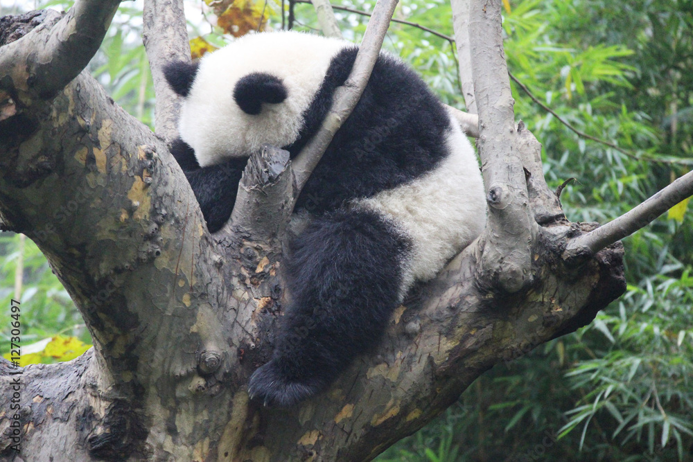 Obraz premium Baby Panda