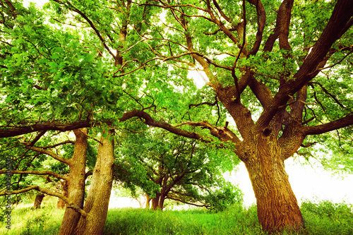 oak   in sunlight in the morning