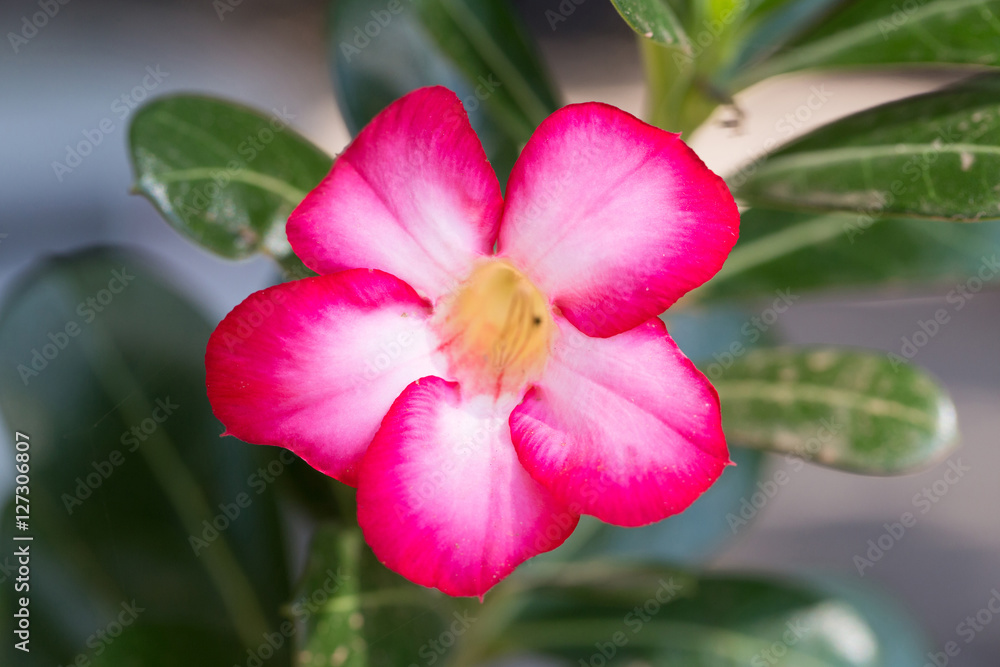Obraz premium Azalea flowers - red flowers at the nature