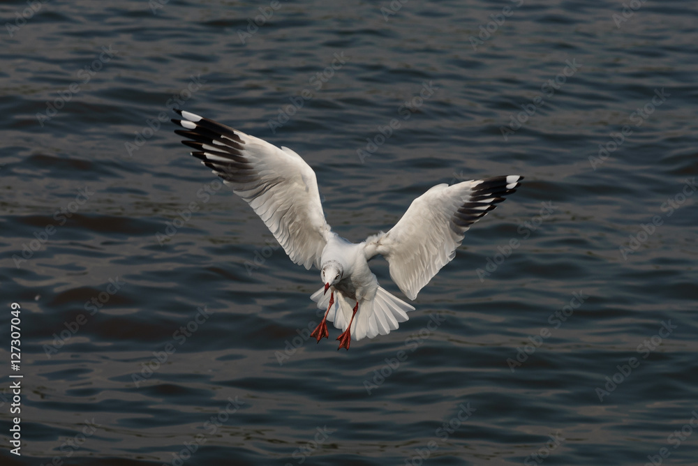 Flying seagull Flying seagull