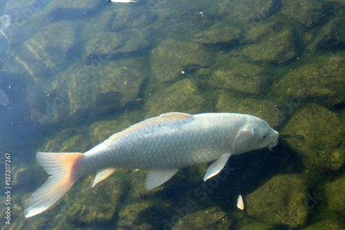池の鯉(白）