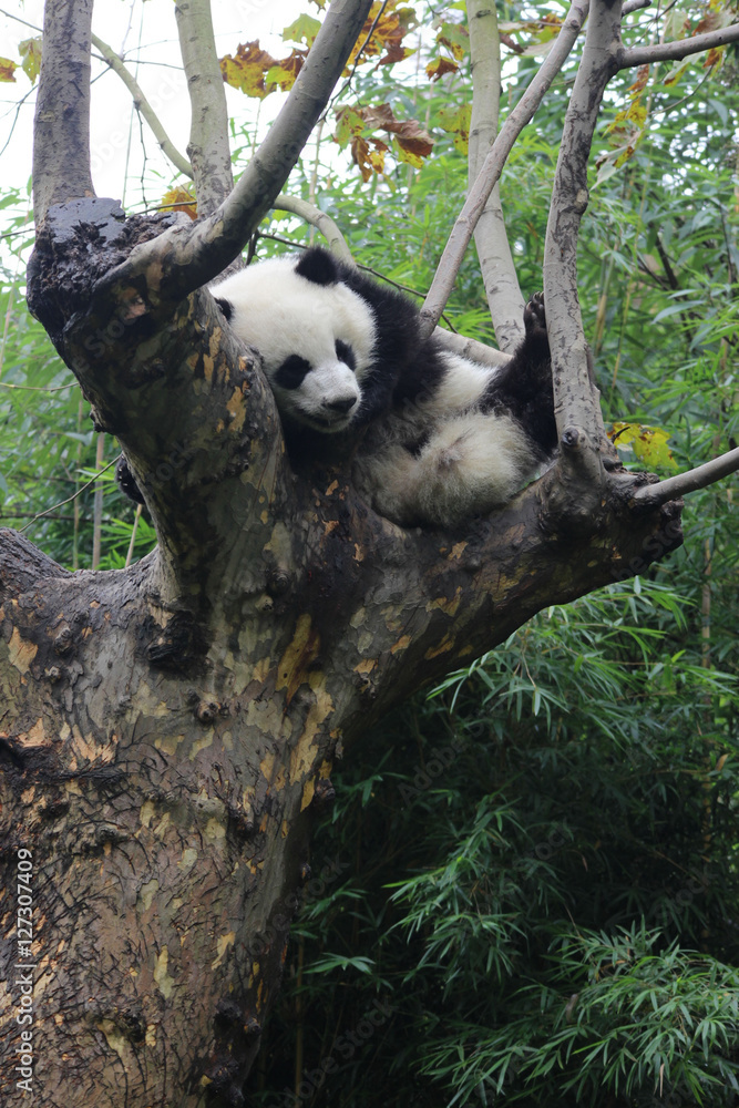 Obraz premium Baby Panda