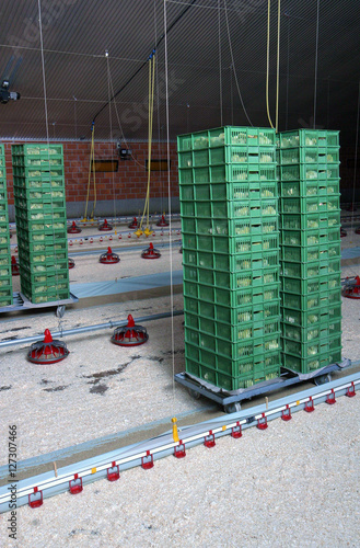 Chicks hatchery. Chicklets in crates. Setting chicklets free in the stable. Farming. Poiltry. Netherlands. photo