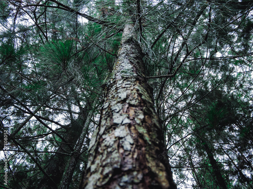 Fototapeta premium Green pine tree in forest seen from below