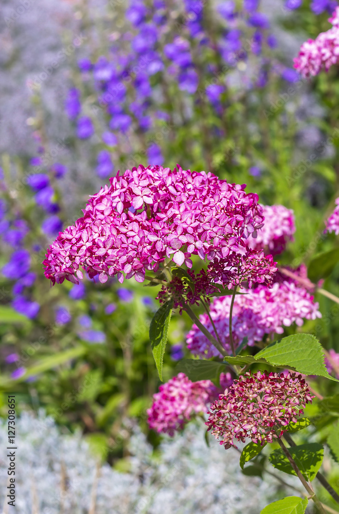 Pink hydrangea tree varieties Pink hydrangea tree varieties