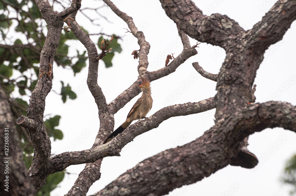 Anu-branco bird on a tree branch. Anu-branco bird on a tree branch.