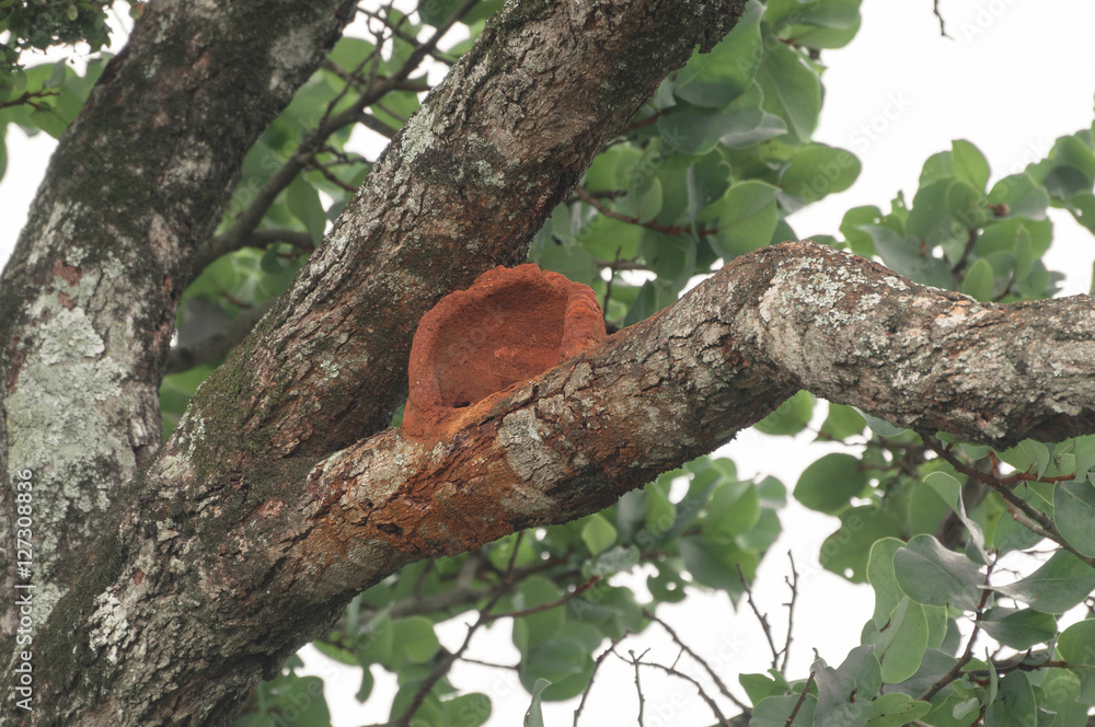 Red Ovenbird nest on a tree branch. Nest made of red clay on a tree. Red Ovenbird nest on a tree branch. Nest made of red clay on a tree.