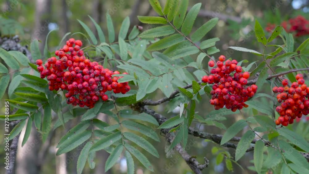 Green plants with red berry like fruits small round red fruits from the stem of the flower in Ireland Green plants with red berry like fruits small round red fruits from the stem of the flower in Ireland