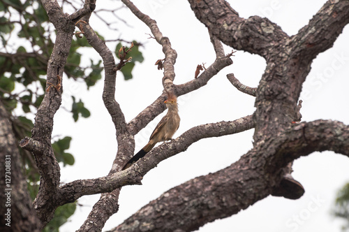Anu-branco bird on a tree branch.