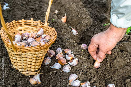 Hand planting garlic in the vegetable garden. Autumn gardening.