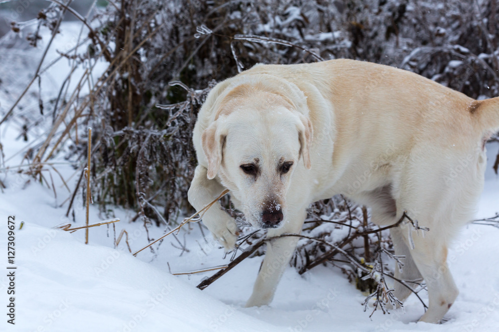 Labrador dog in winter outdoors Labrador dog in winter outdoors
