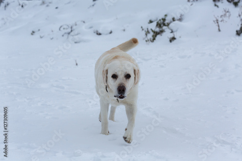 Labrador dog in winter outdoors © pozdeevvs