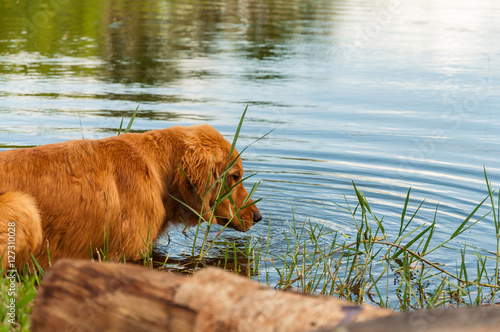 Wallpaper Mural Dog cooling off in lake water. Dog entering the lake. Torontodigital.ca