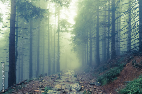 Fototapeta Fog in the haunted forest