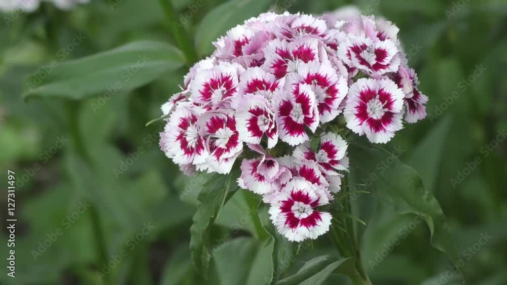 Flower carnation Turkish (Dianthus barbatus) blossoms in spring morning Flower carnation Turkish (Dianthus barbatus) blossoms in spring morning