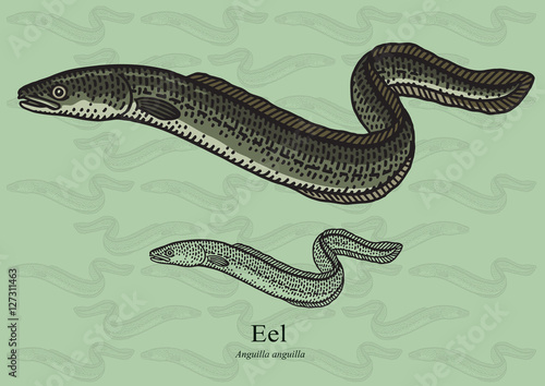 Eel. Vector illustration for artwork in small sizes. Suitable for graphic and packaging design, educational examples, web, etc. photo