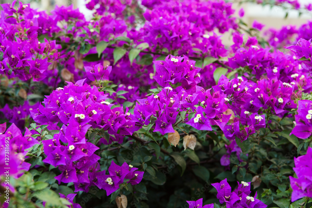 Close-up of Bougainvillea flowers in a garden Close-up of Bougainvillea flowers in a garden