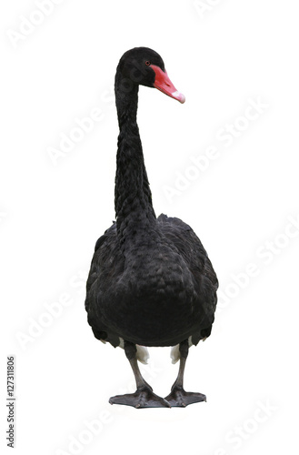  black swan