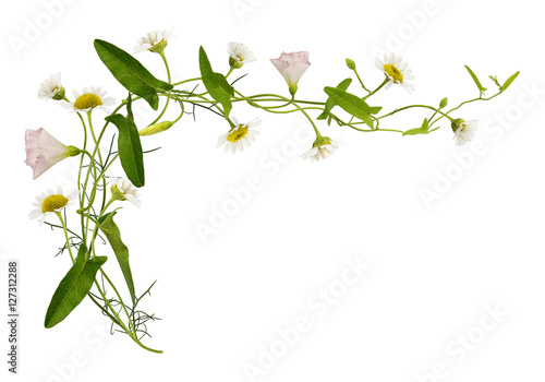 Bindweed and daisy flowers ...